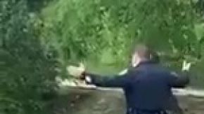 Unos patitos perdidos buscaron la ayuda de la policía para encontrar a su madre.