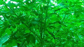 Hay muchas oportunidades de empleo en el mercado floreciente de la cannabis legal.