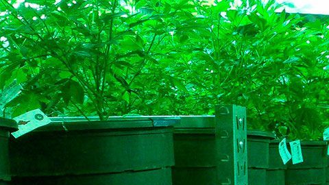 Hay muchas oportunidades de empleo en el mercado floreciente de la cannabis legal.