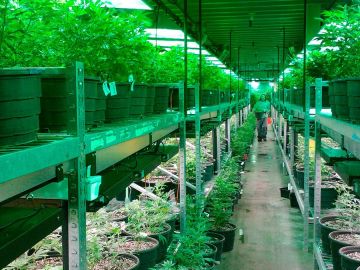 Hay muchas oportunidades de empleo en el mercado floreciente de la cannabis legal.