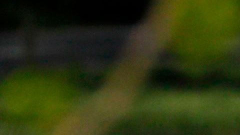 Grupos de personas sin máscaras y sin seguir el distanciamiento social en el Parque Central de NY.