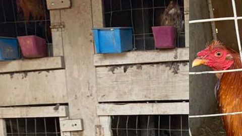 Se recuperaron 600 aves en la operación.