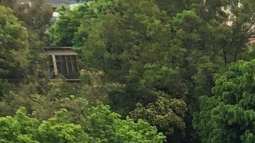 Como medida ante la contingencia por coronavirus, ningún auto podrá circular en la CDMX aún si es nuevo o eléctrico.