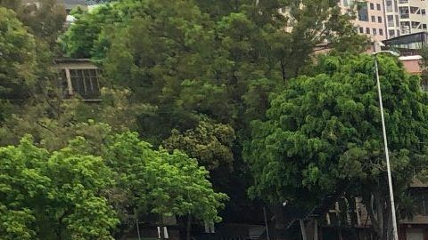 Como medida ante la contingencia por coronavirus, ningún auto podrá circular en la CDMX aún si es nuevo o eléctrico.