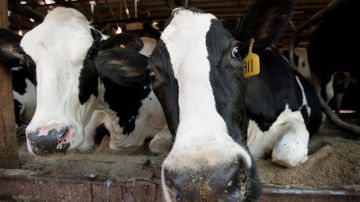 El mercado de productos lácteos ha sido afectado por el cierre de restaurantes, escuelas, hoteles y negocios de servicios de comida.