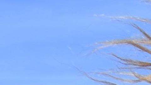 Chewbacca de la saga de Star Wars.