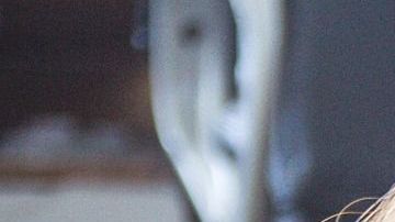 Los signos que aman a los animales.