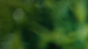 Los tomates están en el grupo de alimentos que curan enfermedades respiratorias.