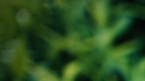 Los tomates están en el grupo de alimentos que curan enfermedades respiratorias.