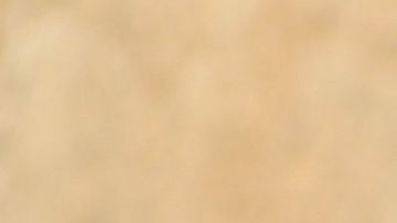 Condor de California, especie protegida.