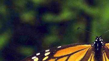 La mariposa monarca se distingue por sus largas travesías.