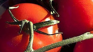 Hay numerosas especies de tomate y muchas formas de prepararlo.