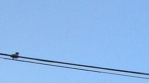 SNAP cupones de alimentos