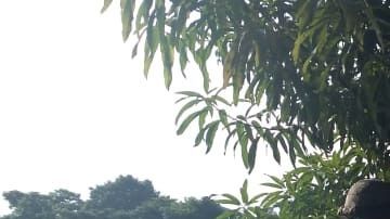 Detienen a integrantes del Cártel del Golfo.