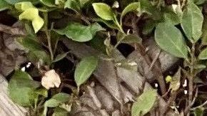 Naibe Reynoso se inspiró en los comentarios negativos que hicieron de su comunidad para escribir este libro. Foto: Cortesía