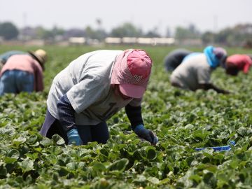 Trabajadores temporales de México recogen fresas en Oxnard.
