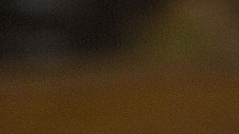 Los perros deben ejercitarse en casa por salud mental y física.