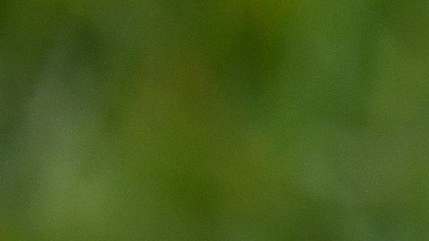 Un perro chihuahua simuló un jaripeo en el patio de la casa donde vive.