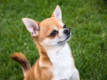 Un perro chihuahua simuló un jaripeo en el patio de la casa donde vive.