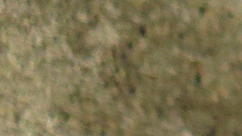 Un perro que come cereal con cuchara causó terror en una familia mexicana.