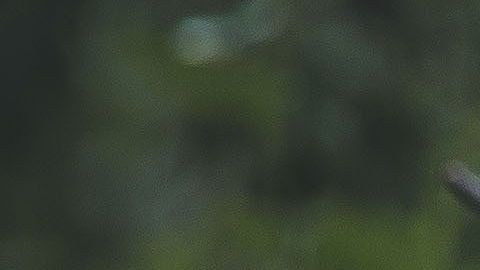 Cuando la temperatura corporal de un perro se altera puede ser por fiebre.