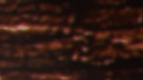 Un perro con orejas de Mickey Mouse ha cautivado Instagram.