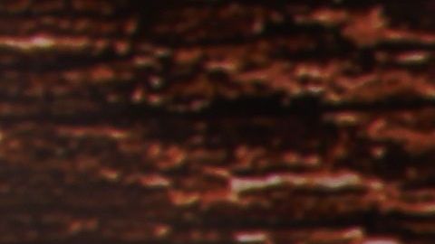 Un perro con orejas de Mickey Mouse ha cautivado Instagram.