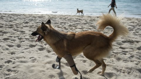 Las patas biónicas son una oportunidad de vida para mascotas accidentadas o enfermas.