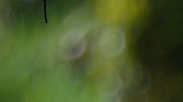 Dos perros destrozan a un gato de peluche casi idéntico a su compañero en casa.