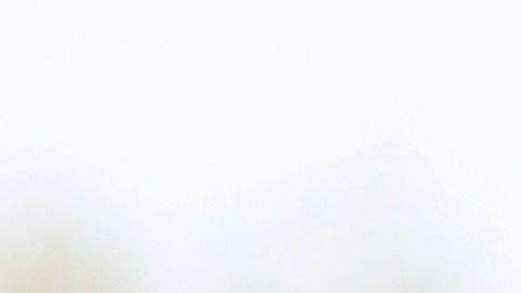 La aceptación de una mascota es un factor determinante para tener o no una relación amorosa.