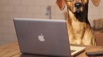 Los perritos que trabajan están en una cuenta de Instagram.