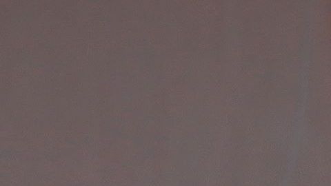 PETA exige que los animales silvestres no estén en espectáculos, ni videos musicales.