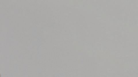 Las plantas ayudan a mantener el equilibrio en tu casa.