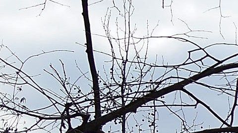 Los usuarios del parque están temerosos ante los ataques