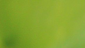 La coloración rosada del pug se debe a un ejemplar albino que viene de su familia.