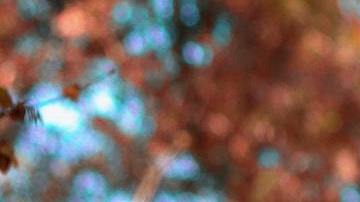 El perro se lanzó contra algunos policías.