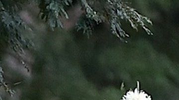Los sepultureros del cementerio de Vila Formosa, en Sao Paulo, trabajan a marchas forzadas.