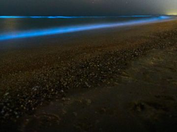 Fenómeno de bioluminiscencia en la playa.