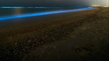 Fenómeno de bioluminiscencia en la playa.