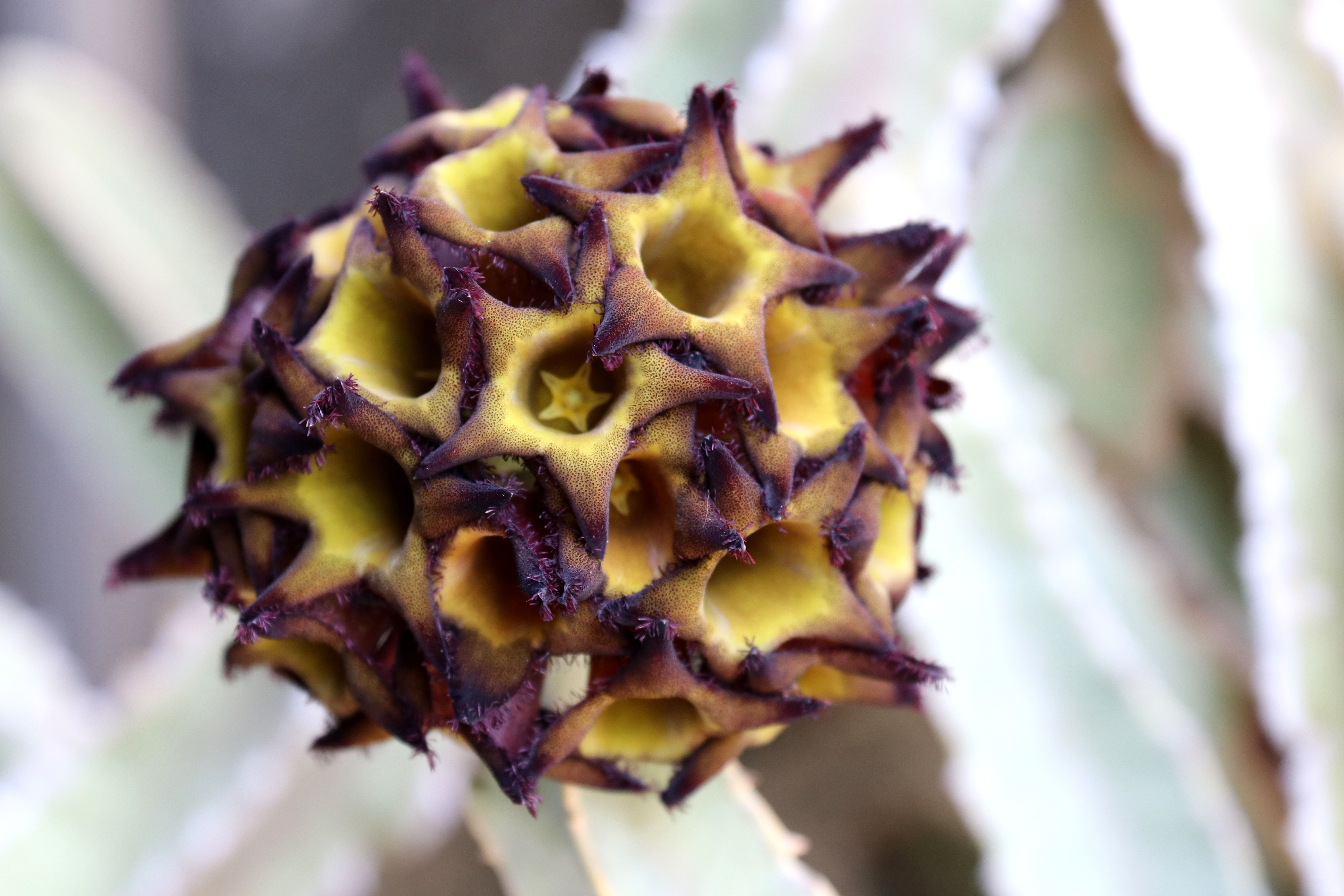 Caralluma Fimbriata ¿Cómo funciona para adelgazar?