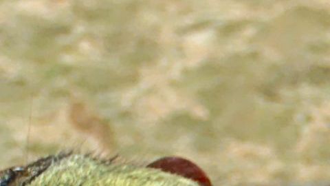 Aunque parece un ser de otro mundo, es un animal muy típico de esa región.