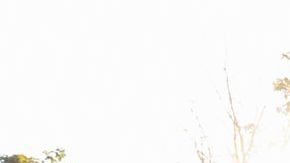 Los aros serán removidos de canchas públicas.