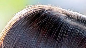 'Te Doy La Vida' de Univision y 'Cennet' de Telemundo.