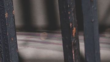 Desde que comenzó la cuarentena, "Pop" se pasa la tarde mirando el patio donde antes podía salir a jugar con los vecinos.