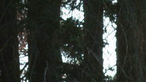 Los árboles son nuestra conexión con la naturaleza.