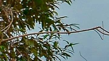 Coronavirus en Brasil