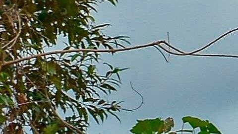 Coronavirus en Brasil