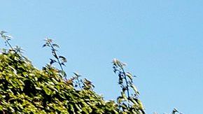 03/09/17 /LOS ANGELES/A driver receives a warning citation from a motor police officer, for falling to slow down and yielding the rightÊof way to the pedestrian crossing a marked intersection in theÊSan Fernando Valley.Ê The Pedestrian Crosswalk Safety and Enforcement Operation was an effort to increase pedestrian safety.ÊÊIn 2016, thirty-three pedestrians were involved in fatal traffic collisions in theÊSan Fernando Valley and in the first two months of 2017 there have already beenÊeleven pedestrian fatalities in the Valley.Ê This is an increase of 450% year to date overÊlast year in the first two months. (Photo Aurelia Ventura/La Opinion)