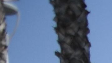 El apoyo se destinó a 2 mil familias de la región.