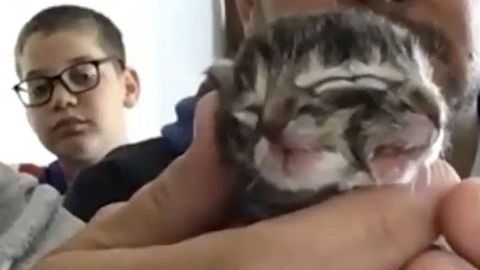 Nació un gatito con dos caras y todo el mundo quiere adoptarlo.